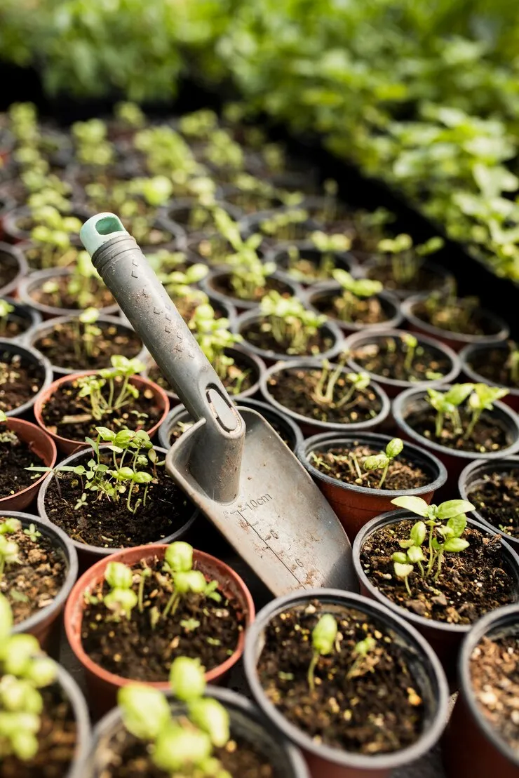 Plantas